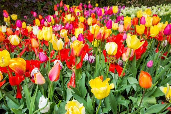 Holland schöne lebendige Tulpenfelder — Stockfoto