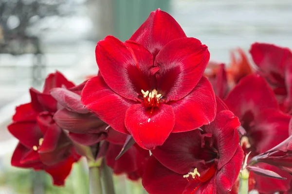 Ağaçlarda Hippeastrum Amaryllis kırmızı çiçekler