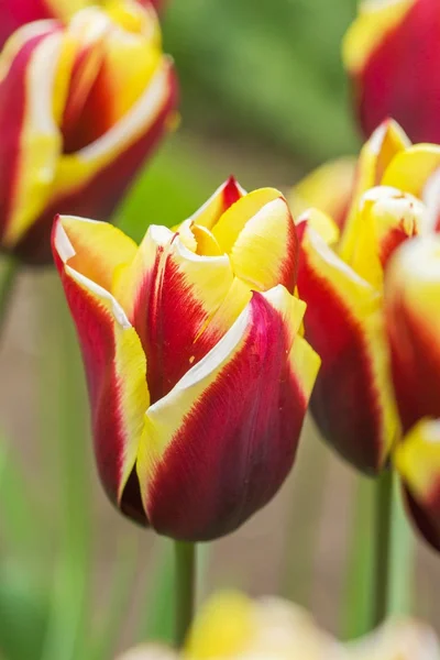 Des tulipes rouges dans le jardin — Photo