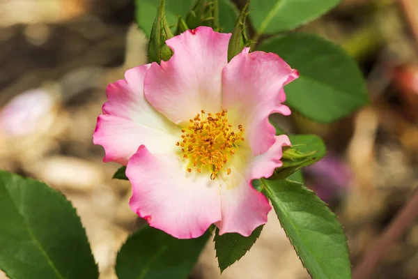 Pink Rose on the Branch in the Garden — Stock Photo, Image