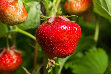 Taze çilek, doğal yeşil arka plan..
