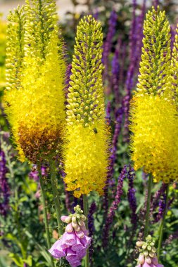 Tilki kuyruklu zambaklar. Çöl Mumları, Eremurus.