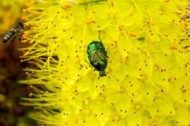 Tilki kuyruğu zambaklar üzerinde böcek. Çöl mumlar