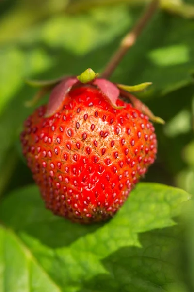 Frische Erdbeere, natürlicher grüner Hintergrund. — Stockfoto