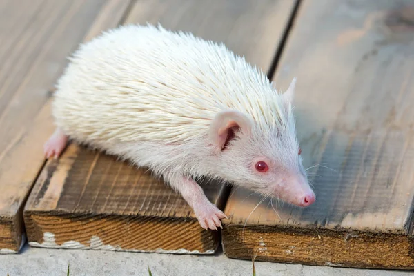 Hérisson africain albinos sur des planches en bois — Photo