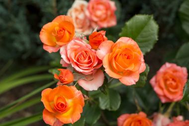 Bahçe içinde güzel Mercan gül