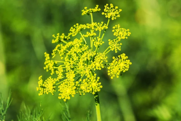 Gula blommor Dill Anethum graveolens — Stockfoto