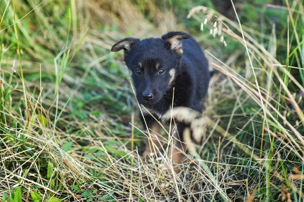 Cachorro perrito en la hierba — Foto de Stock