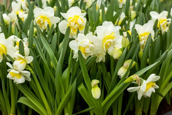 Prado de primavera coberto com narciso — Fotografia de Stock