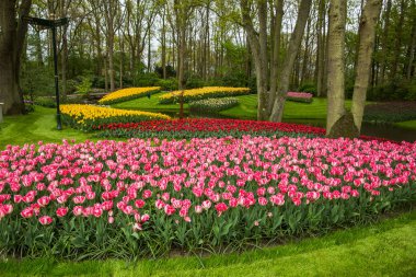 Bahçede pembe laleler