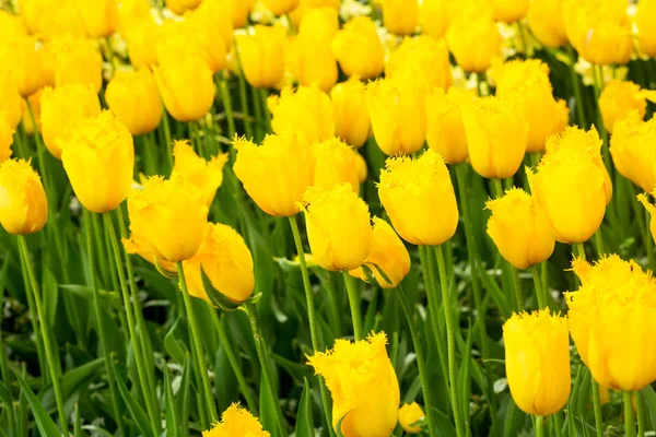 Желтый тюльпан в саду — стоковое фото