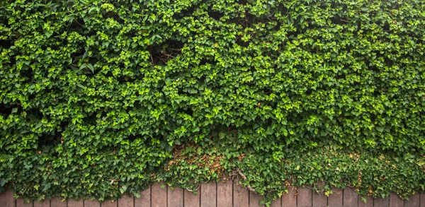 Břečťan listy izolované na bílém pozadí — Stock fotografie