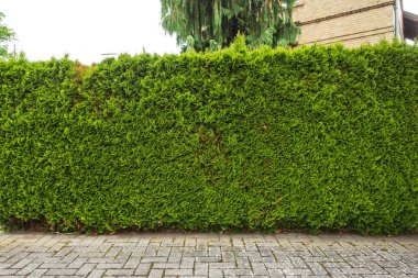 sarmaşık yaprakları beyaz arkaplanda izole edilmiş