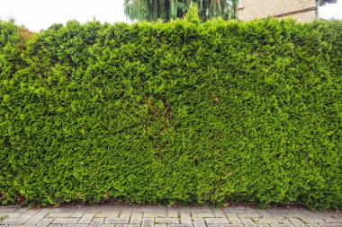 sarmaşık yaprakları beyaz arkaplanda izole edilmiş