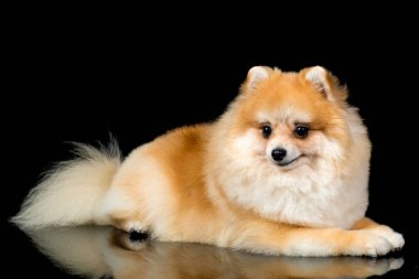 Pomeranya köpeği siyah izole portre