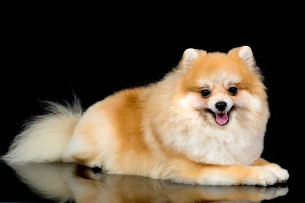 Pomerania Dog Portrait isolated on black — Stock Photo, Image