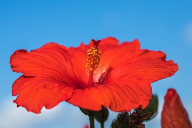 Graden Hibiscus bitki.