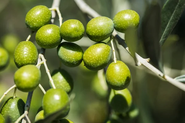 Оливки на оливковому дереві . — стокове фото