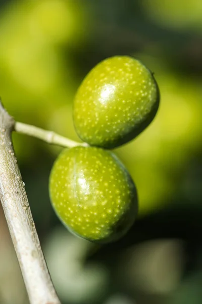 Оливки на оливковому дереві . — стокове фото