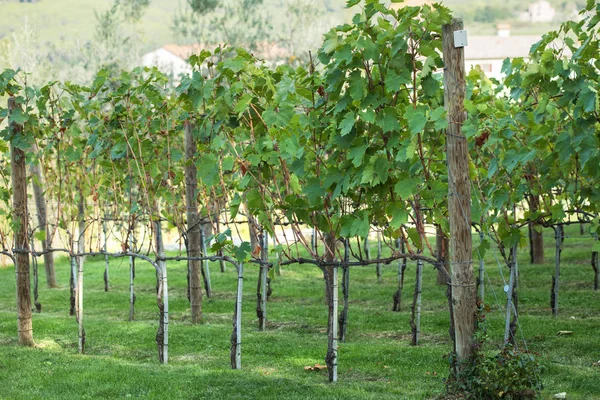 Zielone winnice w Toskanii. Chianti, Włochy — Zdjęcie stockowe