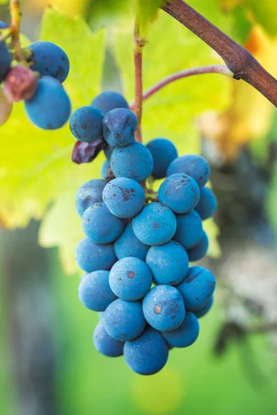 Vista da fila da vinha com cachos de uvas de vinho tinto maduras — Fotografia de Stock