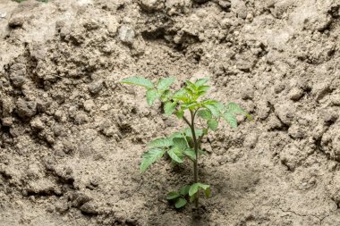 kurutulmuş kırık çamura bitki