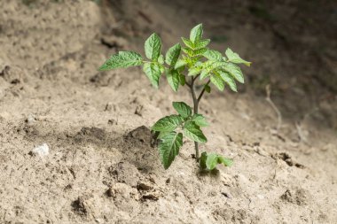 kurutulmuş kırık çamura bitki