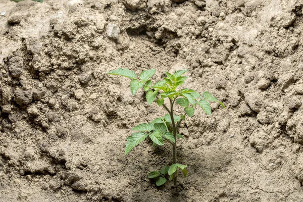 kurutulmuş kırık çamura bitki