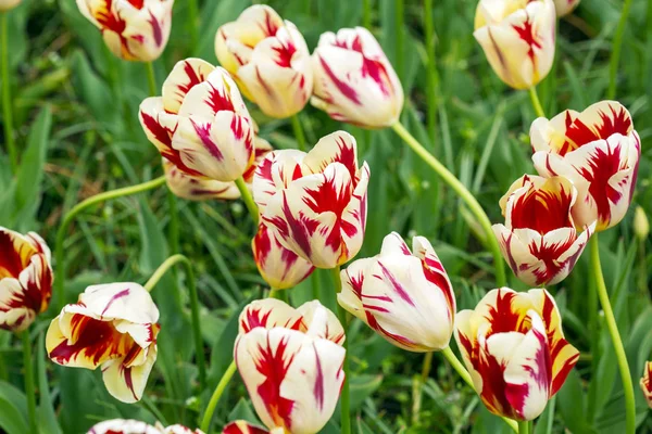 Hermoso blanco tulipanes cama de flores —  Fotos de Stock