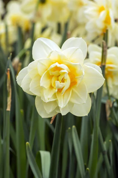 Prado de primavera coberto com narciso — Fotografia de Stock