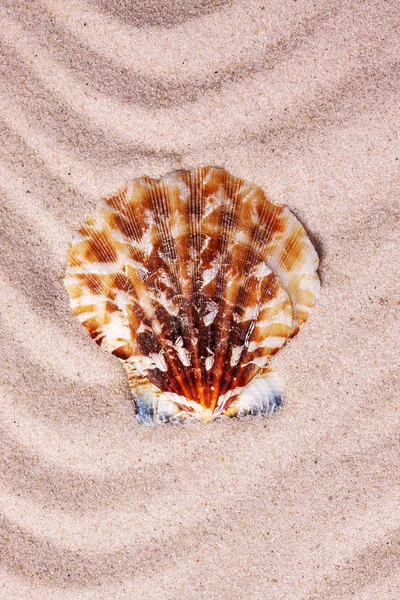 Beautiful colorful seashell on wavy sand background. Close-up — Stock Photo, Image