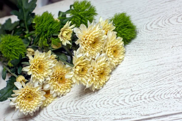 Crisantemo giallo-bianco su fondo di legno — Foto Stock