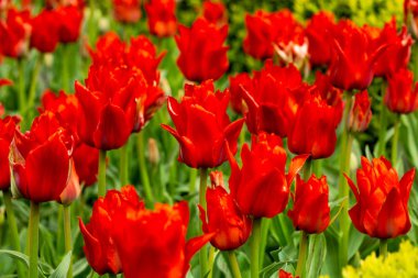 Lale. Taze kırmızı lale Glade. Kırmızı lale Hollanda alanıyla.