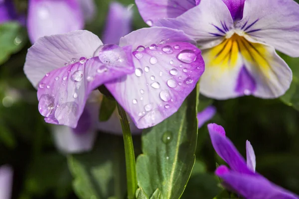 Kolorowe viola tricolor kwiaty w ogrodzie, z kroplami — Zdjęcie stockowe