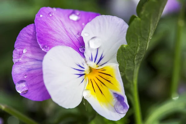 Kolorowe viola tricolor kwiaty w ogrodzie, z kroplami — Zdjęcie stockowe