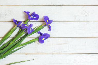Mor süsen xiphium soğanlı Iris, Iris sibirica metin için yer ile beyaz arka plan üzerinde. Üstten Görünüm, düz yatıyordu