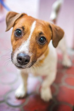 Jack Russell Teriyeri