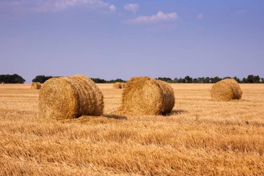 Yaz buğday alan bir hasat batımında sonra
