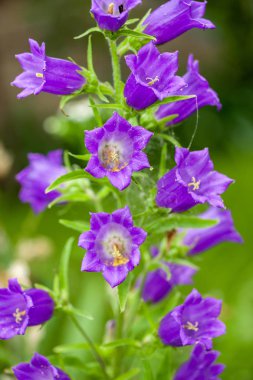 Harebell kır çiçekleri - çan çiçeği rotundifolia