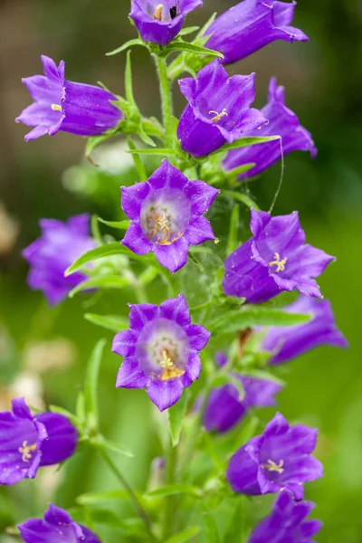 Harebell wildflowers - Campanula rotundifolia — Stock Photo, Image