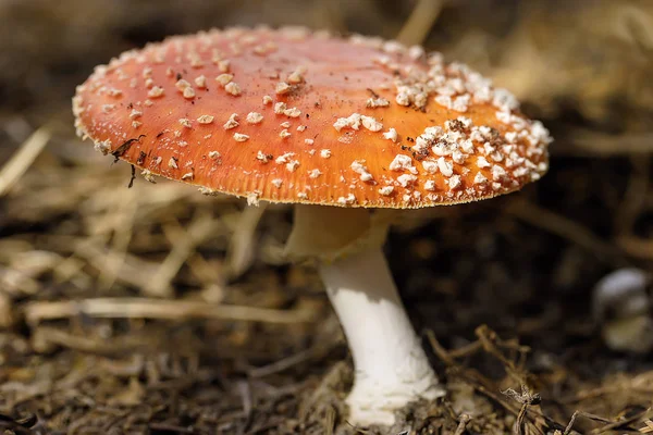 Amanita muscaria mushroom — Stock Photo, Image