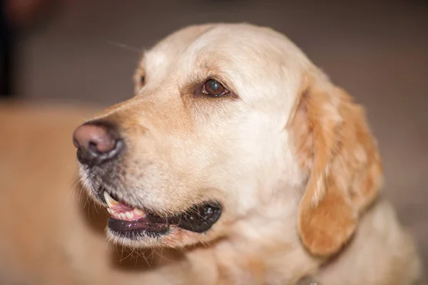Žlutý Labrador retrívr pes venkovní portrét — Stock fotografie