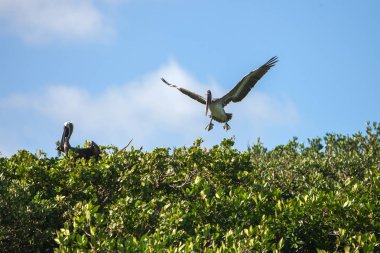 kahverengi Pelikan pelecanus occidentalis