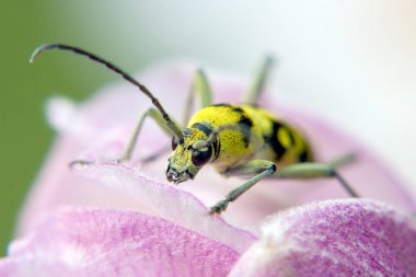 Bir çiçek böcek uzun antenleri ile oturur