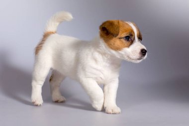 Köpek Jack Russell Terrier, Studio, iç.