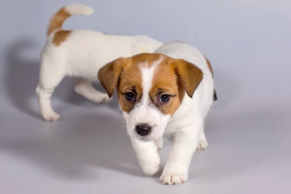 Dog Jack Russell Terrier, Studio, interior. — Stock Photo, Image