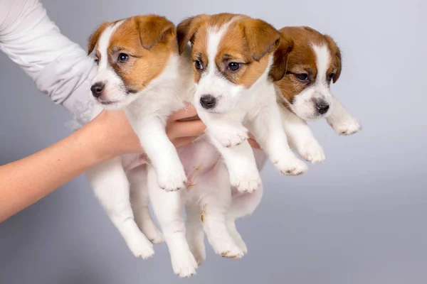 Cane Jack Russell Terrier, Studio, interno . — Foto Stock