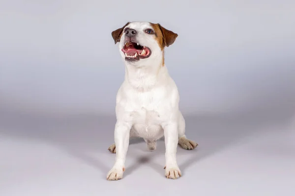 Cane Jack Russell Terrier, Studio, interno . — Foto Stock