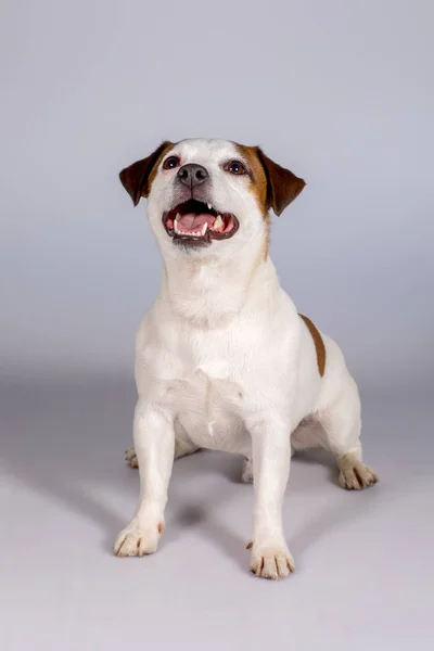 Jack Russell Terrier, Estúdio, interior . — Fotografia de Stock