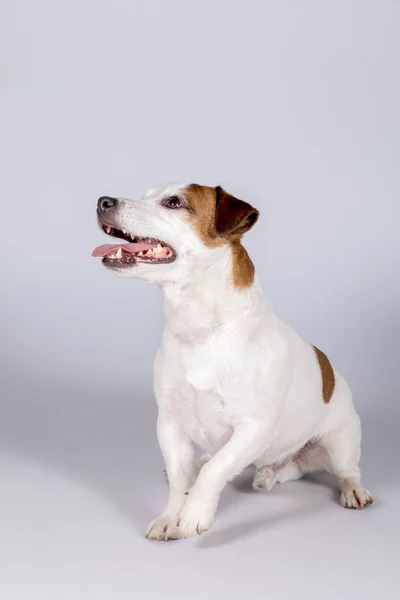 Cane Jack Russell Terrier, Studio, interno . — Foto Stock